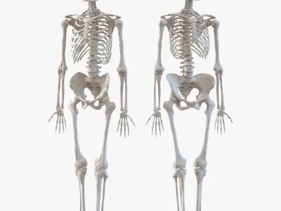 Human Skeletons Rigged Collection for Maya 3D model