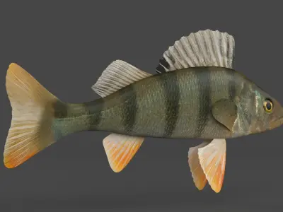 Perch Fish 3D model buy