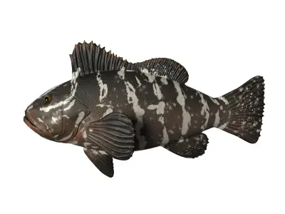 FISH MODEL Low-poly 3D model