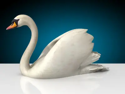 Swan - Swim and Walk 3D model