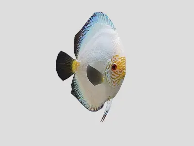Discus  Realistic Animated Low-poly 3D model buy