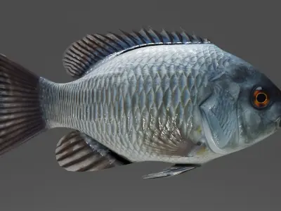 Default fish Free 3D model