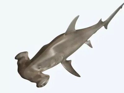 Hammerhead Shark 3D model 2
