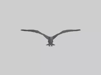 Frigatebird soaring model 3D model