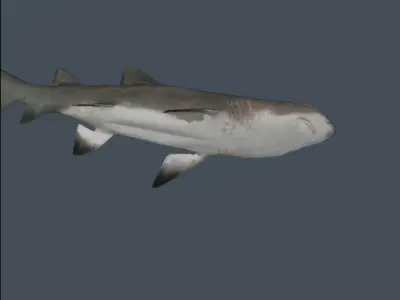 Shark 3D model get