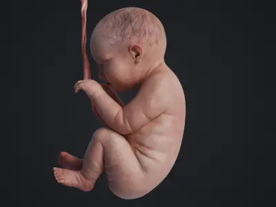  Human Fetus Animated 