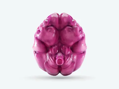 Cartoon Brain 3D model