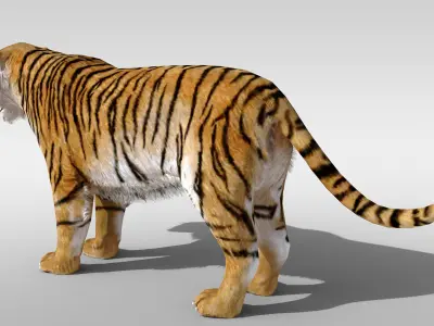 Tiger fur Rigged Low-poly 3D model
