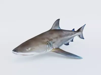 Nurse Shark Free 3D model