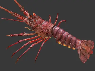 Australian lobster Low-poly 3D model