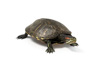 Aquatic Turtle Rigged 3D model