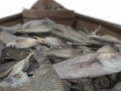 Small Wooden Fishing Boat Full with Fish 3D model
