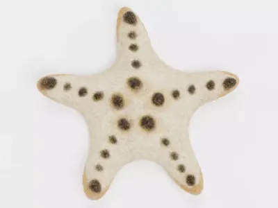 -Chocolate Chip Starfish - Rigged- 3D model