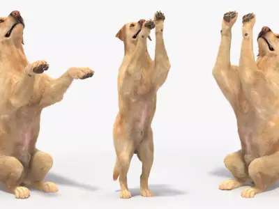 Begging White Labrador Dog Animated Rigged for Cinema 4D 3D model