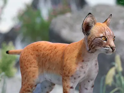 Lynx Cub 3D model