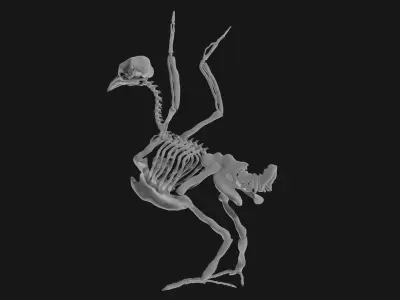 Pigeon skeleton 3D model