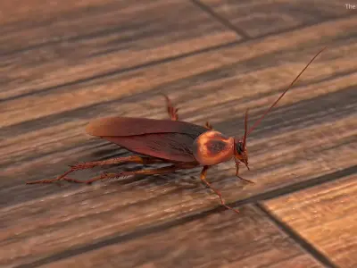  Rigged Animated Cockroach Collection for Cinema 4D 