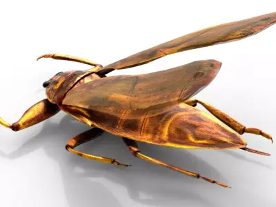 Belostomatidae Giant water bug Free 3D model