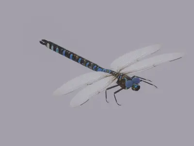 Dragonfly 3D model get