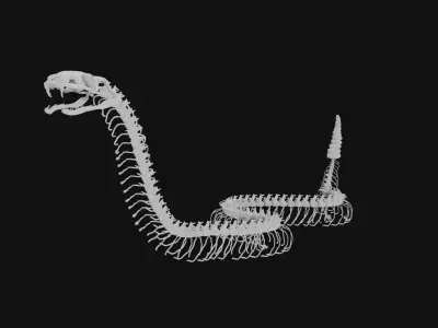 Rattle snake skeleton 3D model