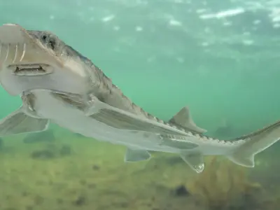 Sturgeon (Animated) 3D model