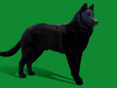 Groenendael Belgian Sheepdog Free 3D model