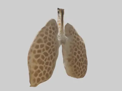 Giraffe Lungs Low-poly 3D model