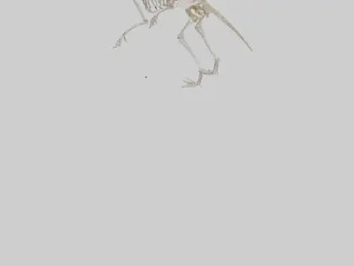 Deltadromeus Skeleton model Low-poly 3D model