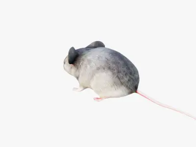 Mouse Free 3D model