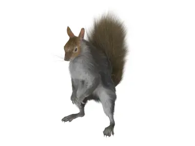 Squirrel Standing Gray Fur for Cinema 4D 3D model