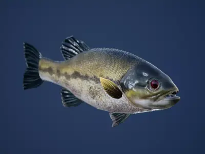 Large Mouth Bass Fish with Swimming Animation Low-poly 3D model