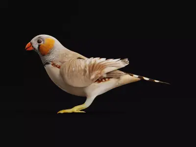 Zebra Finch Bird Low-poly 3D model