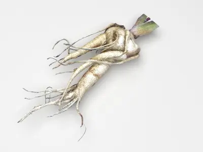 Mandrake 3D model