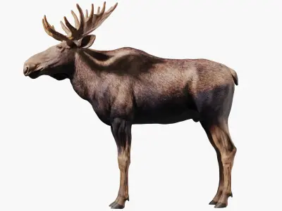 Moose Textured VFX MUSCLE SIMULATION 3D model