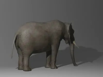 Elephant Rigged Low-poly 3D model purchase