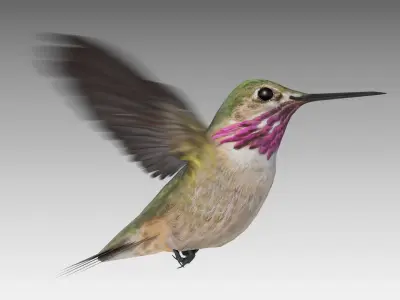 Calliope Hummingbird Low-poly 3D model