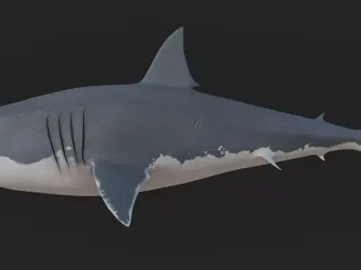 Great White Shark 3D model shop