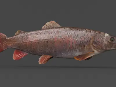 Fish Lenok 3D model