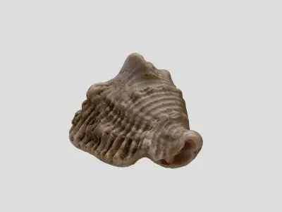 A sea shell 3D model