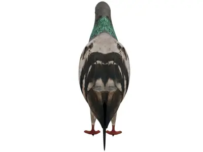 Pigeon 3D model buy