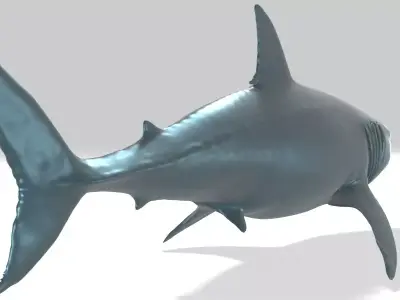 Great White Shark Realstic Free 3D model purchase