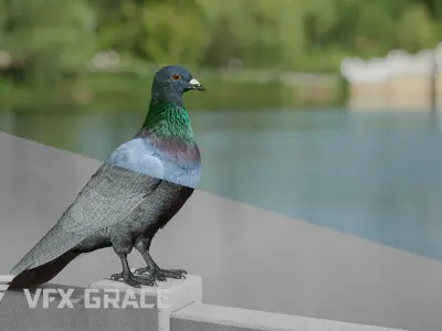 Pigeon Animated VFX Grace 3D model