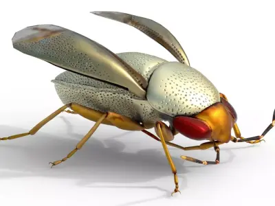 Piocoris varius insect Free 3D model