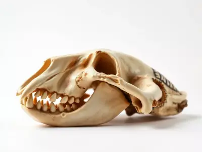 Animal Skull Model Pack for D Environments Low-poly 3D model
