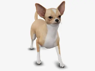 dog chihuahua Low-poly 3D model