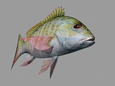 Fish Lane Snapper Low-poly 3D model
