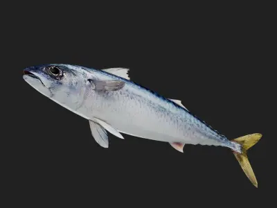 Mackerel Low-poly 3D model