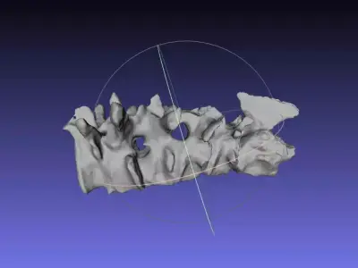 Psittacosaurus Cervical Vertebra 2 thru 7 Free 3D print model