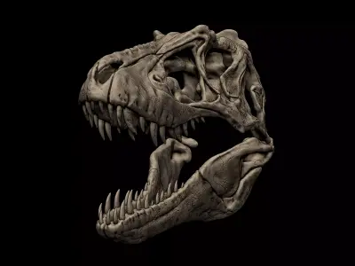 Lythronax Skull 3D print model