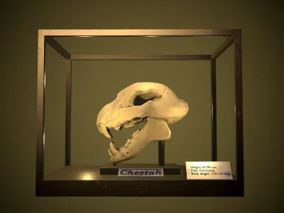 Stylized Cheetah Skull Low-poly 3D model